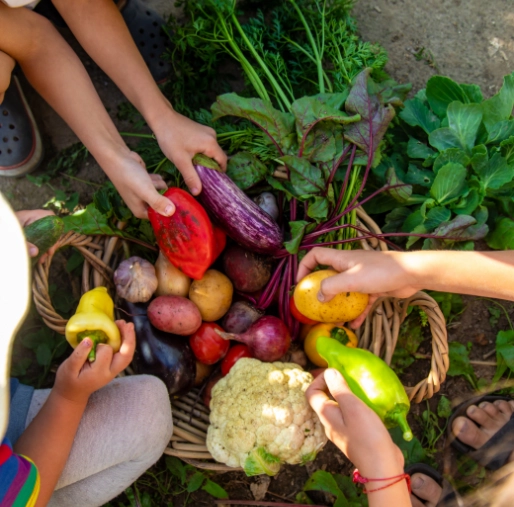 Verduras frescas recien cosechadas