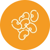 Frutos secos y legumbres ilustrados