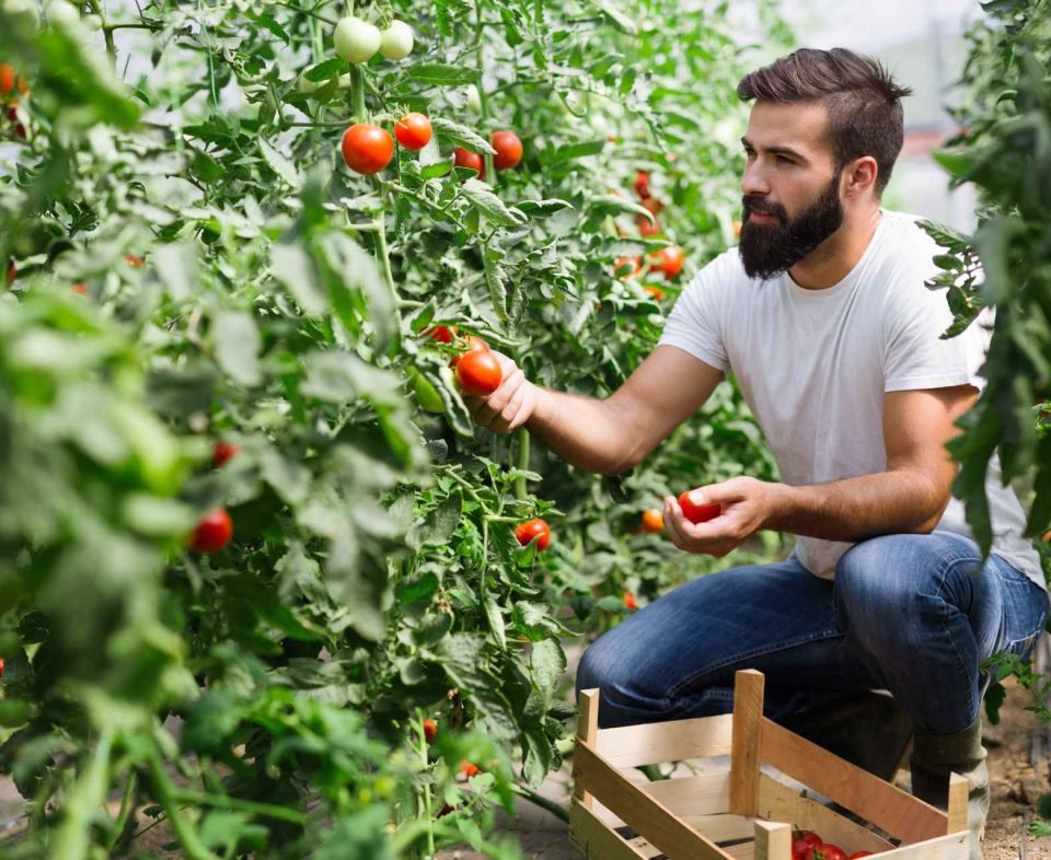 Hombre recolectando tomates en un huerto ecológico